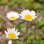 <span class="qrinews-figure-title">2012年4月19日 マーガレットの花</span>　システム生命科学府棟前の花壇にマーガレットの花が咲いていました。和名はモクシュンギク(木春菊)と呼ぶそうです。（撮影場所：<a href="http://maps.google.co.jp/maps?q=33.626623,130.42515+(2012/04/19)&amp;z=18" target="_blank">システム生命科学府棟前</a>）