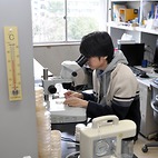 <span class="qrinews-figure-title">2013年4月11日 修士2年の北園さん</span>　線虫を用いて記憶を忘れるメカニズムを研究しています。（撮影場所：<a href="http://www.biology.kyushu-u.ac.jp/~bunsiide/" target="_blank">分子遺伝学研究室</a>）
