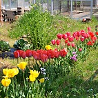 <span class="qrinews-figure-title">2014年4月18日 チューリップ</span>　理農食堂の近くに並んで咲いているチューリップを見かけました。その周りにはチューリップの花を楽しむように蝶々やミツバチも飛んでいました。（撮影場所：<a href="https://maps.google.co.jp/maps?q=33.62731,130.424704+(here)&z=18" target="_blank">理農食堂付近</a>）