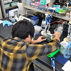 <span class="qrinews-figure-title">2014年11月10日 修士1年の平川さん</span>　カブトガニの免疫に関するタンパク質を研究しています。（撮影場所：<a href="http://www.biology.kyushu-u.ac.jp/~biopoly/" target="_blank">生体高分子学研究室</a>）