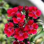 <span class="qrinews-figure-title">2015年4月23日 赤い花</span>　理学部の中庭で綺麗な赤い花が咲いていました。ナデシコでしょうか。花びらがギザギザしていて可愛らしい花です。（撮影場所：<a href="https://maps.google.co.jp/maps?q=33.626073,130.425519" target="_blank">理学部中庭</a>）