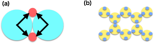 図3：(a) マクロアニオン (青色球) 間の効果的な引力は、小さな陽イオン (赤色球) によって媒介される。(b) タンパク質 (黄色) は、表面に負に帯電した部位、酸性残基 (青色球) を有する。負に荷電した部位は、多価カチオンが媒介して互いに引きあう引力パッチとなる。この引力パッチを利用したタンパク質ナノ構造作成もあり得るでしょう。