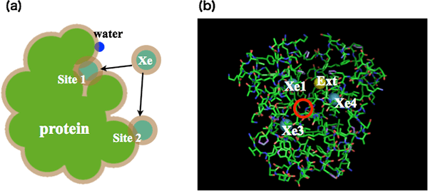 図4：(a) タンパク質などの表面への吸着過程における排除体積の減少は、吸着サイトに依存する。サイト1の排除体積減少量はサイト2の減少量よりも大きい。従って、Asakura–Oosawa理論によれば、サイト1の吸着の安定性はサイト2のそれよりも大きくなる。(b) 計算の結果。我々の理論計算は吸着サイトXe2を見逃したが、実験でも知られているサイトXe1、Xe3、およびXe4が予測され、安定性は適切な大きさであった。