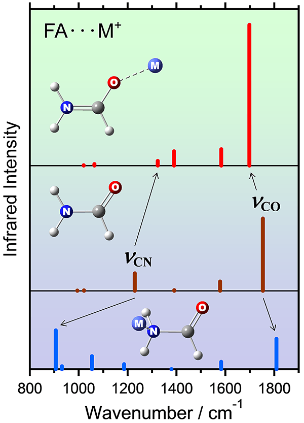 金属イオン (M<sup>+</sup>) との錯体形成により、FA分子のCOおよびCN伸縮振動数がシフトする。