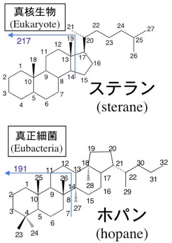 図3 真核生物と真正細菌にそれぞれ特有なステランとホパンの化学構造
