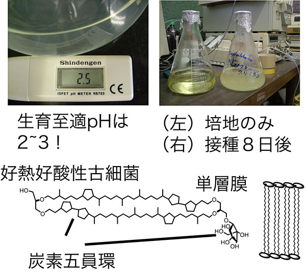 図4 好熱好酸性古細菌の培養と膜脂質