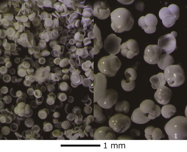 図2 (左)珪藻殻(ケイ酸塩)に富む堆積物と、(右)有孔虫殻(炭酸カルシウム)に富む堆積物