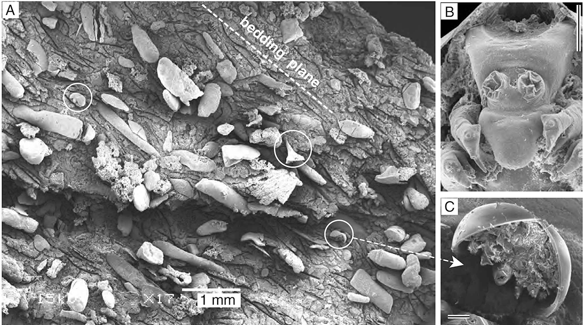 図3 糞粒中に保存されるオルステンの3D化石(SEPM)