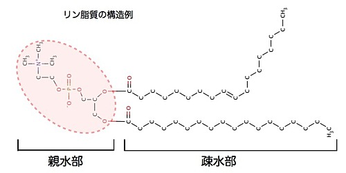 図1