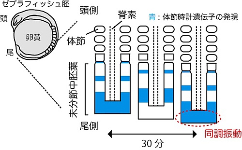 図1