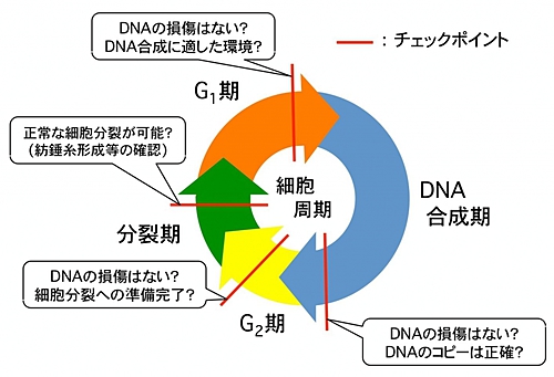 図1