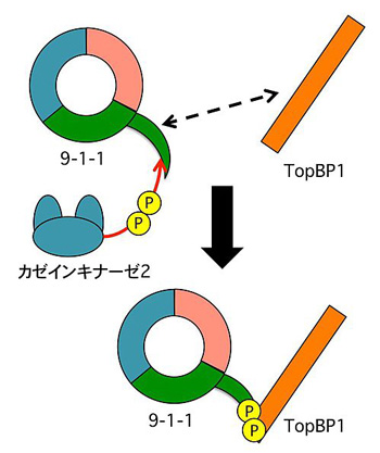 図2