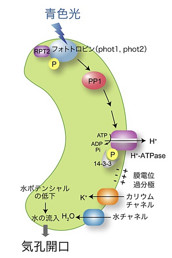 図2