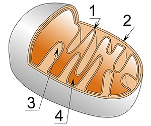 図1