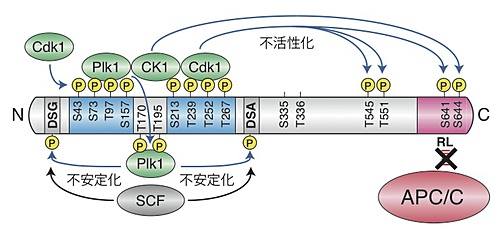 図2