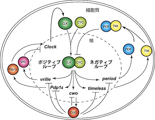 図1