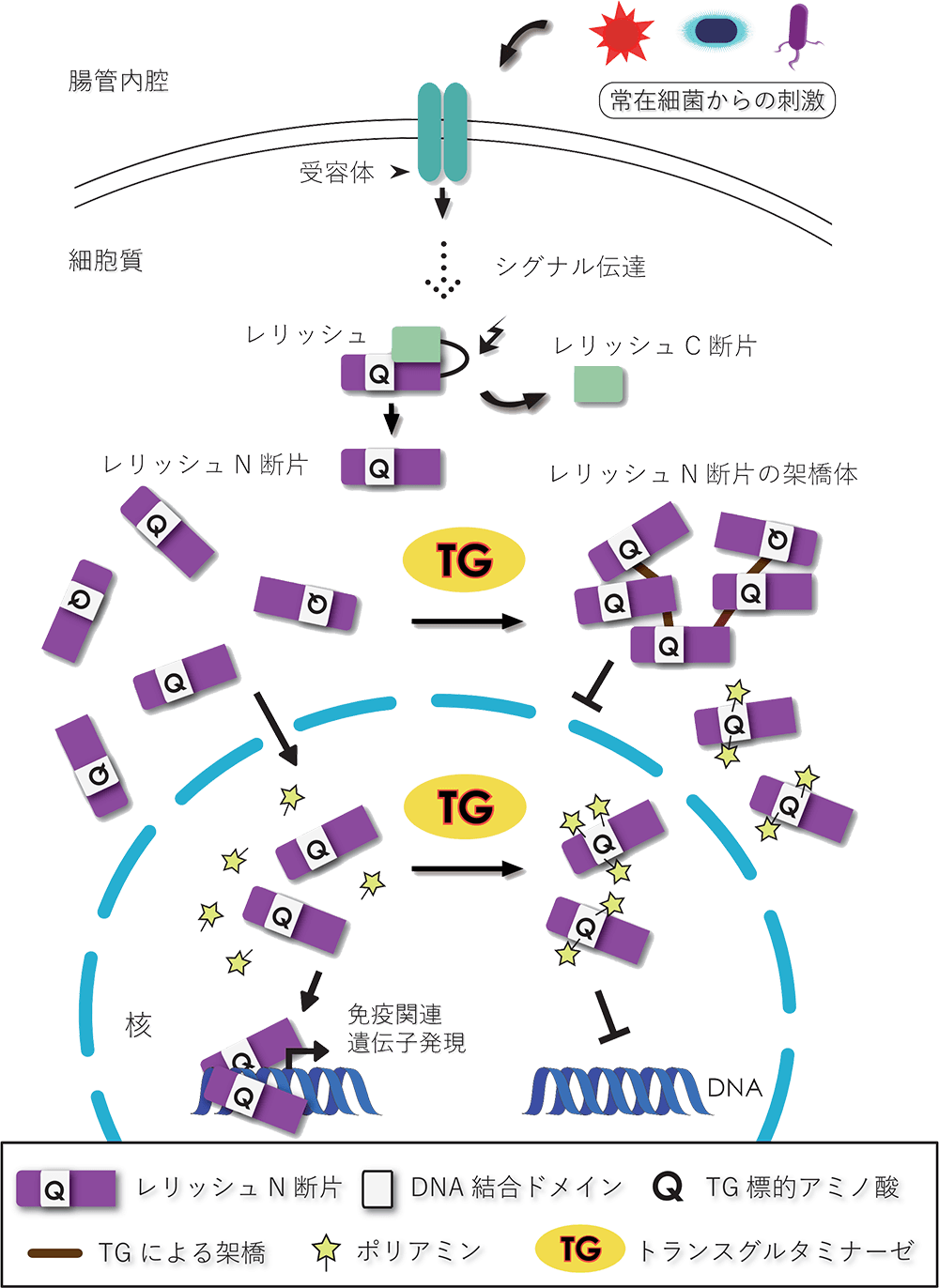<dfn class="fig">図3</dfn>：<span class="qrinews-figure-title">腸管におけるショウジョウバエ免疫応答のTGを介した調節機構</span>　腸管においては常在細菌からの刺激により、常に免疫応答が引き起こされる。細胞外からのシグナル伝達により、細胞質内でレリッシュはタンパク質分解酵素によって切断され、N断片とC断片になる。そのうちN断片はこれまで通れなかった核膜を通って核内へ移行し、転写因子としてはたらく。<abbr title="トランスグルタミナーゼ">TG</abbr>はレリッシュN断片同士もしくはポリアミンを架橋することで、核内への移行やDNA結合を阻害し、免疫関連遺伝子の過剰な発現を抑制していると考えられる。