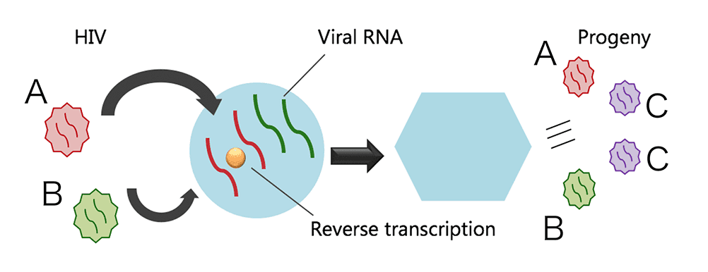 <dfn class="fig">図1</dfn>：<span class="qrinews-figure-title">多重感染現象の模式図</span>　2つのウイルス A と B が同一の細胞に侵入した場合、異なる遺伝子を持つウイルス C が生み出される。