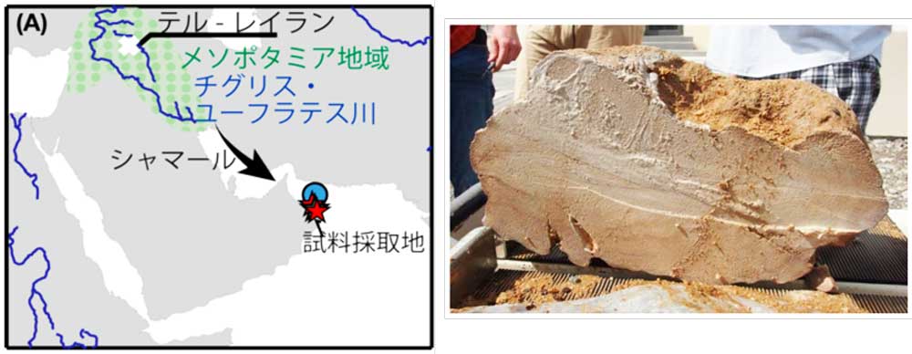 <dfn class="fig">図4</dfn>：<span class="qrinews-figure-title">発掘した場所 (左) と得られた化石サンゴ (右)</span>　図と写真は山崎助教により提供。