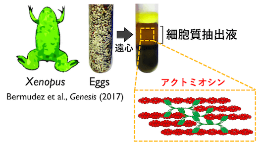 図2