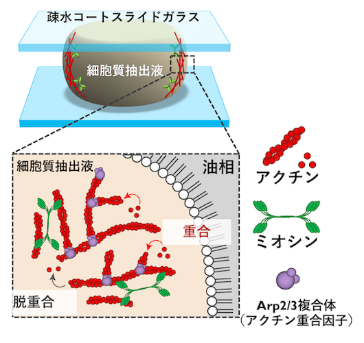 <dfn class="fig">図4</dfn>：<span class="qrinews-figure-title">人工細胞を顕微鏡で観察</span>　直径 数 &mu;m 〜数百 &mu;m サイズの人工細胞内のアクトミオシンの動きの様子を観察する。図は坂本さんより提供。