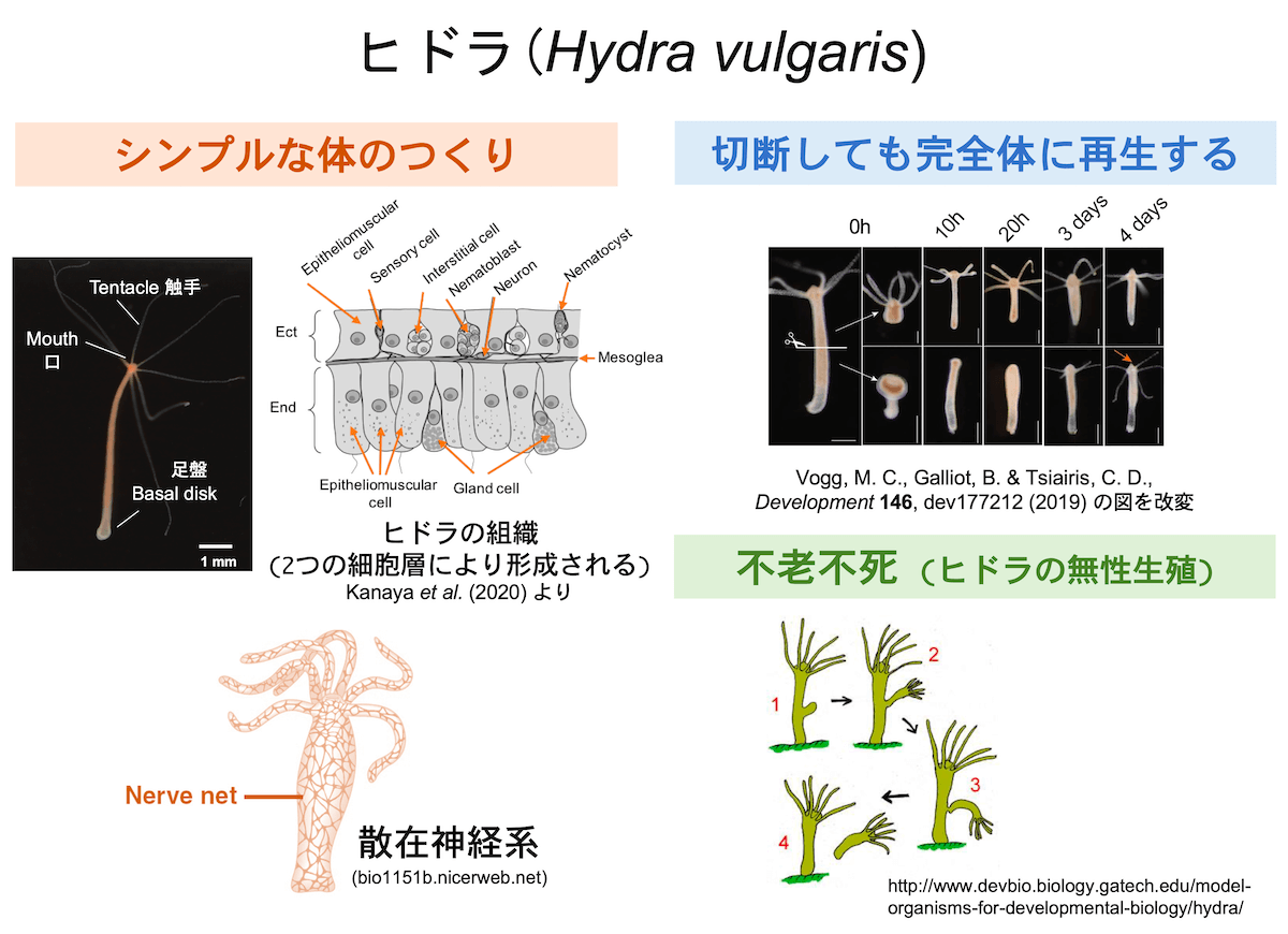 睡眠メカニズムの形成は脳の獲得に先立つ | 九州大学 理学研究院 理学