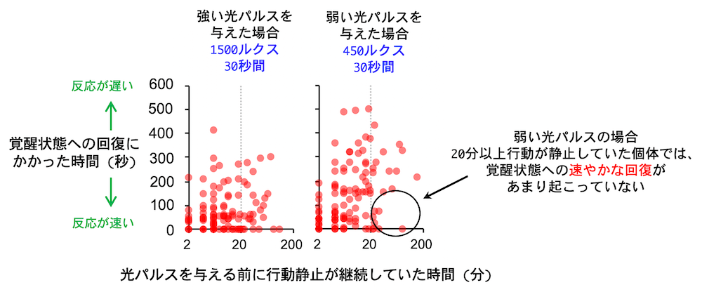 <dfn class="fig">図5</dfn>：<span class="qrinews-figure-title">行動休止中のヒドラに光パルスを与えて覚醒させる</span>　グラフの横軸は光パルスを与える前に行動休止が継続していた時間、縦軸は光パルスを与えて覚醒するまでの反応時間を表す。また、左のグラフは強い光パルスの場合で、右は弱い光パルスの場合。<a href="#app1" class="link-to-lower-part"><cite class="article"><span class="i">Kanaya et al</span>. (2020)</cite></a> の図を改変