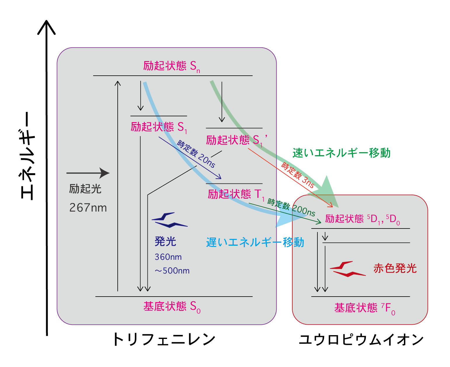 <dfn class="fig">図6</dfn>：<span class="qrinews-figure-title">Eu(hfa)<sub>3</sub>(DPPTO)<sub>2</sub>のエネルギー移動を表す<a href="#foot6" title="励起状態にはたくさんの種類が存在し、光を吸収して励起状態から基底状態へ戻る途中で、いくつかの他の励起状態を経由します。その経路を図示したものをヤブロンスキー図といいます。">ヤブロンスキー図<sup>[6]</sup></a></span>　基底状態の Eu(hfa)<sub>3</sub>(DPPTO)<sub>2</sub> に 267 nm の励起光を照射すると、トリフェニレンがエネルギーを受け取り、S<sub>n</sub> という励起状態になる。そこから、励起状態 S<sub>1</sub> と励起状態 S<sub>1</sub>&rsquo; のどちらかへ光を放出せずに状態遷移する。この S<sub>1</sub> と S<sub>1</sub>&rsquo; から基底状態への遷移によって、トリフェニレンの発光が起こる。一方で、錯体分子によってはユウロピウムイオンへエネルギーを渡すものもある。このとき、S<sub>1</sub> の状態の錯体がエネルギーを渡すのと、S<sub>1</sub>&rsquo; の状態の錯体がエネルギーを渡すのでは、エネルギー輸送の速さが異なる。私たちが実験などで扱う試料には、非常に多くの分子が含まれており、様々な経路をたどる分子が混ざった状態が観察されていることに注意。