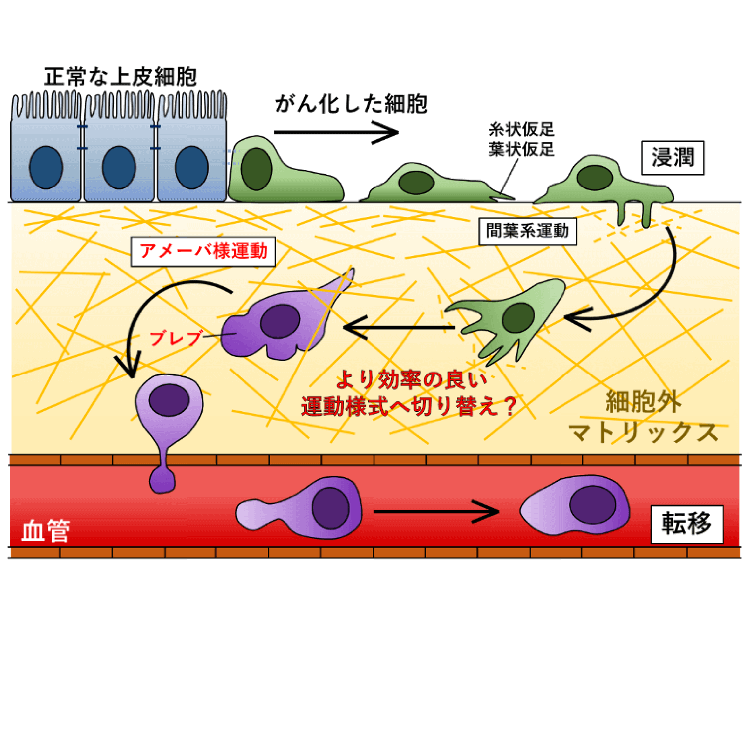細胞の「柔らかさの変化」が細胞の急速な形態変化を可能にする | 九州大学 理学研究院 理学府 理学部