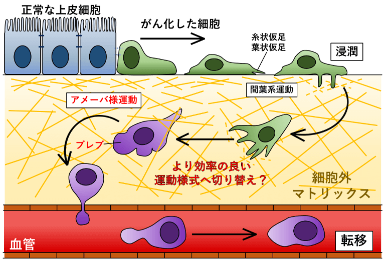 <dfn class="fig">図2</dfn>：<span class="qrinews-figure-title">がん細胞の運動と浸潤・転移</span>　正常な上皮細胞 (図中の青い細胞) は互いに接着して動かないが、がん化すると細胞同士の接着が壊れ、糸状仮足や葉状仮足を形成して間葉系運動を行いながら平面を移動する (図中の緑の細胞)。一方、がん細胞が浸潤・転移する際には、細胞外マトリックスの立体的な網目の中を潜り抜ける必要がある。この場合、がん細胞は間葉系運動よりも柔軟で効率の良い運動様式に切り替えて運動すると考えられる (図中の紫色の細胞)。図は青木さんより提供。