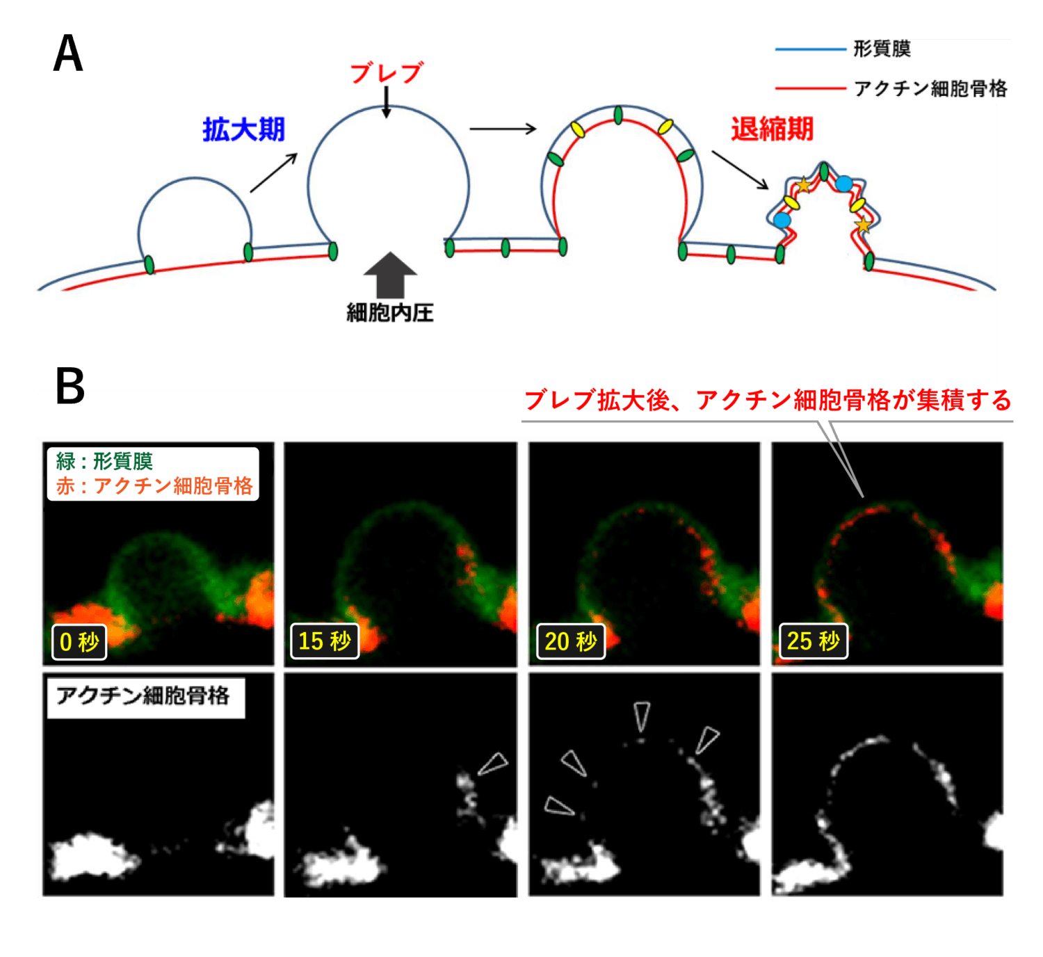 <dfn class="fig">図3</dfn>：<span class="qrinews-figure-title">ブレブの形成～退縮のサイクル</span>　&#12308;A&#12309;ブレブの形成-退縮の模式図。形質膜 (青線) がアクチン細胞骨格 (赤線) から剝がれると、細胞内圧に押されて形質膜が拡大し、ブレブと呼ばれる球状の突起構造が形成される。ブレブがしばらく拡大した後、次第にアクチン細胞骨格がブレブ形質膜の裏に集積し始め、最終的にアクチンにミオシンが結合し、アクチンを手繰り寄せることでブレブは退縮する。&#12308;B&#12309培養細胞のブレブにおけるアクチン細胞骨格の再集積。緑は形質膜を、赤はアクチン細胞骨格を表す。退縮時、黒矢頭で示す部分で、アクチン細胞骨格が次第に集まる様子が観察される。図と写真は青木さんより提供。