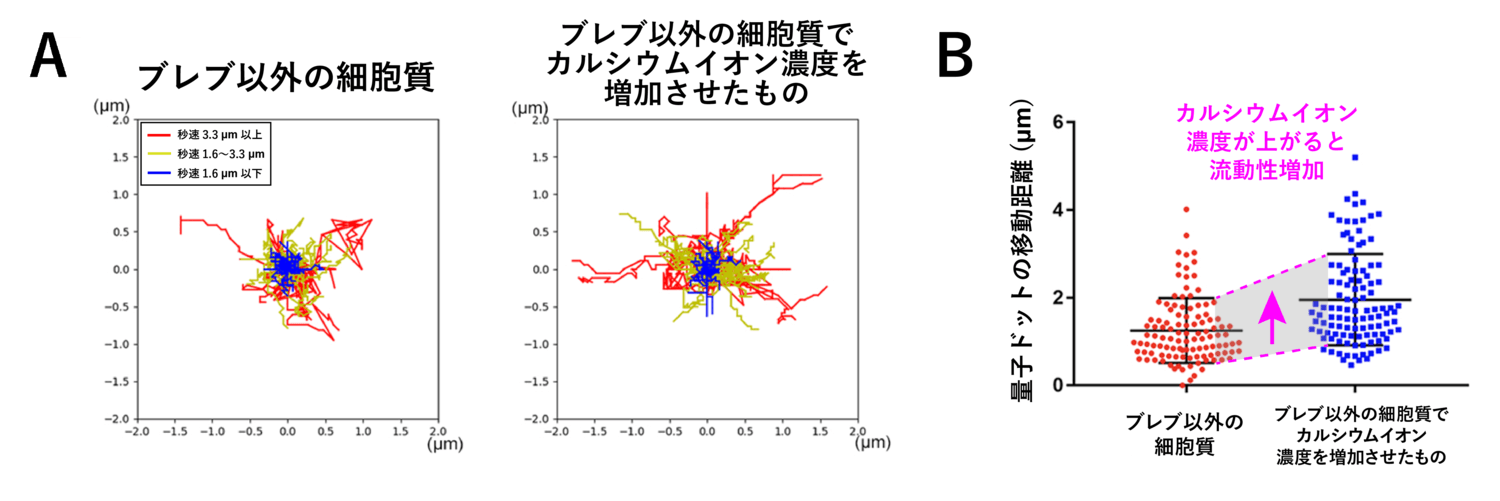 <dfn class="fig">図8</dfn>：<span class="qrinews-figure-title">カルシウムイオンを強制的に流入させた際の細胞質流動性の変化</span>　&#12308;A&#12309カルシウムイオノフォアで細胞を処理し、細胞内カルシウムイオン濃度を人為的に上昇させた際の、ブレブ外細胞質における量子ドットの軌跡。&#12308;B&#12309カルシウムイオノフォア処理時の量子ドットの移動距離。イオノフォア処理によりカルシウムイオン濃度を上昇させると、ブレブ外の細胞質でも細胞質の流動性が大きく上昇する。<a href="#app1" class="link-to-lower-part"><cite class="article"><span class="i">Aoki et al</span>. (2021)</cite></a> の図を改変。