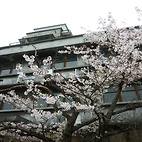 <span class="qrinews-figure-title">2010年4月5日 散りゆく桜</span>　まだお花見はできますね。（撮影場所：<a href="http://maps.google.co.jp/maps?q=33.625108,130.42619+(2010/04/05)&amp;z=18" target="_blank">箱崎キャンパス</a>）