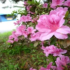 <span class="qrinews-figure-title">2010年4月7日 Rhododendron</span>　福岡県の県の木です。（撮影場所：<a href="http://maps.google.co.jp/maps?q=33.626783,130.425079+(2010/04/07)&amp;z=18" target="_blank">箱崎キャンパス</a>）