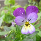 <span class="qrinews-figure-title">2010年6月21日 どんよりしてますが、</span>　雨は降っていません。（撮影場所：<a href="http://maps.google.co.jp/maps?q=33.626421,130.425267+(2010/06/21)&amp;z=18" target="_blank">理学部本館前</a>）