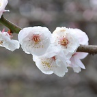 <span class="qrinews-figure-title">2011年3月7日 梅の花が咲いていました</span>　農学部の敷地に梅の花が咲いていました（撮影場所：<a href="http://maps.google.co.jp/maps?q=33.628999,130.425745+(2011/03/07)&amp;z=18" target="_blank">農学部4号館前</a>）