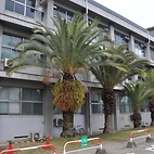 <span class="qrinews-figure-title">2011年3月10日 理学部のヤシの木？</span>　理学部2号館の周りにヤシの木が植えられています（撮影場所：<a href="http://maps.google.co.jp/maps?q=33.625707,130.426354+(2011/03/10)&amp;z=18" target="_blank">理学部2号館周辺</a>）