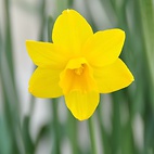 <span class="qrinews-figure-title">2011年3月28日 春の黄色い花</span>　春を思わせる黄色いきれいな花が咲いていました（撮影場所：<a href="http://maps.google.co.jp/maps?q=33.626084,130.425436+(2011/03/28)&amp;z=18" target="_blank">理学部中庭</a>）