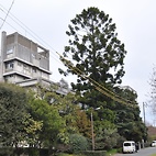 <span class="qrinews-figure-title">2011年3月29日 箱崎キャンパスで一番高い木</span>　農学部5号館前に箱崎キャンパスで一番高いと思われる木を発見しました。5階建ての建物より高いです。（撮影場所：<a href="http://maps.google.co.jp/maps?q=33.628641,130.425618+(2011/03/29)&amp;z=18" target="_blank">農学部5号館前</a>）
