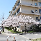 <span class="qrinews-figure-title">2011年4月4日 桜の定点観測その1</span>　箱崎キャンパス内の桜の花が咲いています。現在は8分咲き程度です。（撮影場所：<a href="http://maps.google.co.jp/maps?q=33.624846,130.425696+(2011/04/04)&amp;z=18" target="_blank">旧工学部3号館周辺</a>）