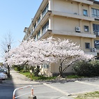<span class="qrinews-figure-title">2011年4月6日 桜の定点観測その2</span>　もうすぐ桜の花が満開になりそうです。途中で足を止めて桜の写真を撮る人もいます。（撮影場所：<a href="http://maps.google.co.jp/maps?q=33.624846,130.425696+(2011/04/06)&amp;z=18" target="_blank">旧工学部3号館周辺</a>）
