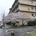 <span class="qrinews-figure-title">2011年4月8日 桜の定点観測その3</span>　雨の影響もあって桜の花が散り始めていますが、まだまだたくさんの花が咲いています。（撮影場所：<a href="http://maps.google.co.jp/maps?q=33.624846,130.425696+(2011/04/08)&amp;z=18" target="_blank">旧工学部3号館周辺</a>）