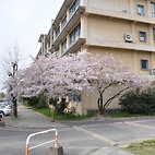 <span class="qrinews-figure-title">2011年4月11日 桜の定点観測その4</span>　土日の間に桜の花が半分くらい散ってしまいました。ところどころで葉が見え始めています。（撮影場所：<a href="http://maps.google.co.jp/maps?q=33.624846,130.425696+(2011/04/11)&amp;z=18" target="_blank">旧工学部3号館周辺</a>）