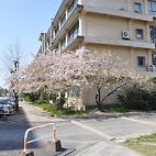 <span class="qrinews-figure-title">2011年4月13日 桜の定点観測その5</span>　桜の花もあとわずかです。葉の緑が目立ち始めました。（撮影場所：<a href="http://maps.google.co.jp/maps?q=33.624846,130.425696+(2011/04/13)&amp;z=18" target="_blank">旧工学部3号館周辺</a>）