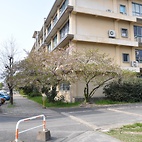 <span class="qrinews-figure-title">2011年4月15日 桜の定点観測その6</span>　桜の花はほとんど散ってしまい、葉の割合が多くなってきました。（撮影場所：<a href="http://maps.google.co.jp/maps?q=33.624846,130.425696+(2011/04/15)&amp;z=18" target="_blank">旧工学部3号館周辺</a>）