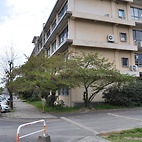 <span class="qrinews-figure-title">2011年4月19日 桜の定点観測その7</span>　桜の花はすべて散ってしまいました。葉が次々と出てきています。（撮影場所：<a href="http://maps.google.co.jp/maps?q=33.624846,130.425696+(2011/04/19)&amp;z=18" target="_blank">旧工学部3号館周辺</a>）