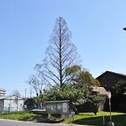 <span class="qrinews-figure-title">2011年4月27日 箱崎キャンパスで2番目に高い木</span>　旧工学部航空工学研究棟の横に箱崎キャンパスで2番目に高いと思われる木を発見しました。4階建ての建物より高いです。（撮影場所：<a href="http://maps.google.co.jp/maps?q=33.625463,130.426438+(2011/04/27)&amp;z=18" target="_blank">旧工学部航空工学研究棟前</a>）