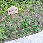 <span class="qrinews-figure-title">2012年3月9日 花壇のチューリップ</span>　理学部本館前の花壇にチューリップが植えられていました。春になったら綺麗な花を咲かせてくれるでしょう。（撮影場所：<a href="http://maps.google.co.jp/maps?q=33.626417,130.425141+(2012/03/09)&amp;z=18" target="_blank">理学部本館玄関前</a>）