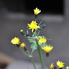 <span class="qrinews-figure-title">2012年3月13日 5分咲きのタンポポの花</span>　理学部2号館の周りにタンポポが咲いていました。まだ5分咲きでしょうか。（撮影場所：<a href="http://maps.google.co.jp/maps?q=33.625963,130.425137+(2012/03/13)&amp;z=18" target="_blank">理学部2号館周辺</a>）