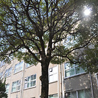 <span class="qrinews-figure-title">2012年3月14日 理学部五十周年記念の木</span>　中庭で理学部五十周年の記念に植樹された木を発見しました。立派に大きくなっています。（撮影場所：<a href="http://maps.google.co.jp/maps?q=33.626009,130.425719+(2012/03/14)&amp;z=18" target="_blank">理学部中庭</a>）